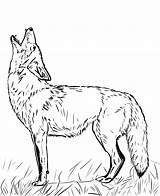 Howling Coyote Wilk Coyotes Kojot Wolf Kolorowanka Drukuj Supercoloring sketch template