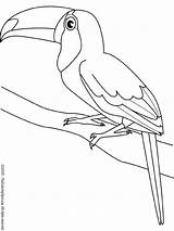 Kleurplaten Vogels Kleurplaat Dieren Vogel Toucan sketch template