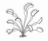 Fly Venus Plant Trap Coloring Carnivorous Drawing Pages Plants Science Flytrap Tattoo Carnivore Plante Clip Traps Monster Homeschool Nature Drawings sketch template