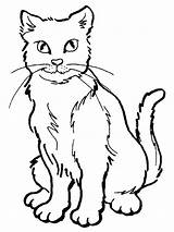 Colorear Para Gatos Cat Gato Pagina Plantillas Felis Silvestris Imagenes sketch template