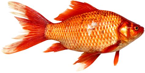 collection  fish png pluspng