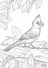 Coloring Cardinal Pages Northern Printable Drawing sketch template