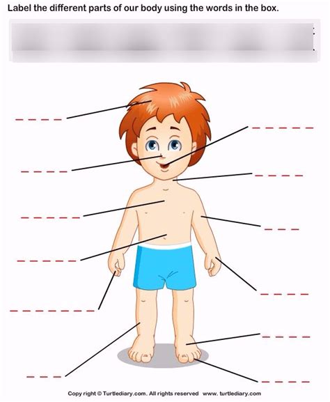body parts diagram  spanish spanish body parts labelling worksheet teacher
