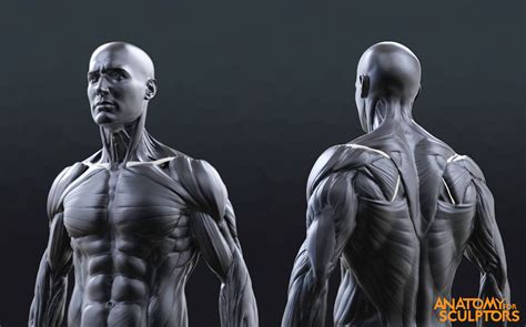anatomy  sculptors human male body  model