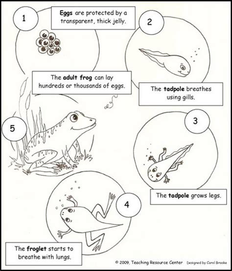 learn science  frog life cycle coloring pages coloring pages