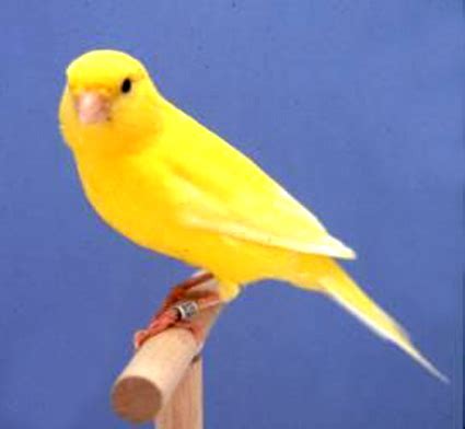birds canary picture
