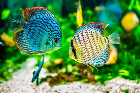 peces de acuario aquarium costa de almeria