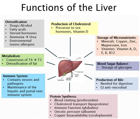 functions   liver  signs    detox patriotdirect family medicine natick ma