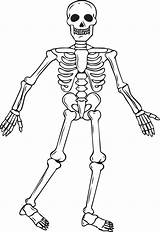 Skeleton Coloring Printable Kids Halloween Body sketch template