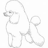Poodle Dog Drawing Breeds Breed sketch template