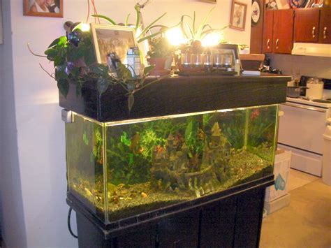 aquaponics  fish tank fish  aquaponics