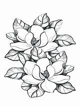 Magnolie Magnolias Bestcoloringpagesforkids Marigold Zum Louisiana Flor sketch template