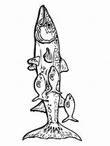Coloring Pages Barracuda Recommended Barracudas sketch template
