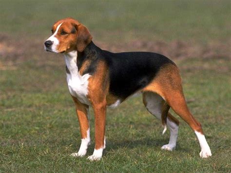 beagle  history  foxhound bullcatdog
