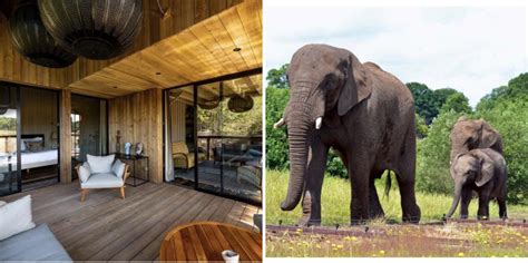 uks  safari lodges     elephants   room