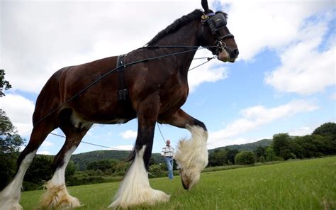 shire horses   extinct   years experts warn