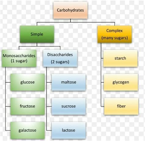 1 what are the two major types of carbohydrates give examples