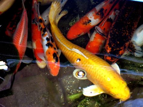 worlds  amazing  picturesimages  wallpapers koi fish