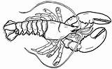 Lobster Lobsters Crustacean sketch template