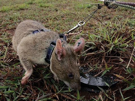 meet  landmine detecting giant rats  cambodia