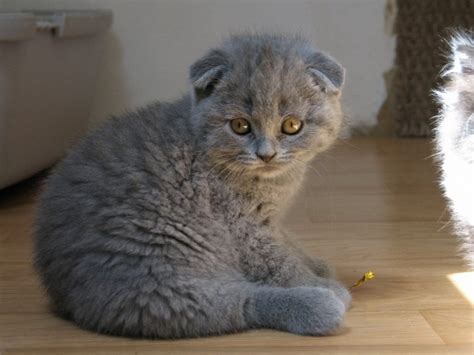 8 things you didn t know about scottish folds quiz
