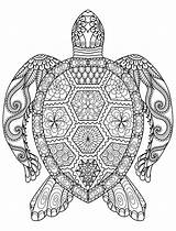 Decorative Turtle Pages Coloring sketch template