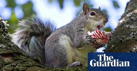 Do Squirrels Get Heart Attacks Wildlife The Guardian