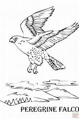 Peregrine Hawk Scrappers Practical sketch template