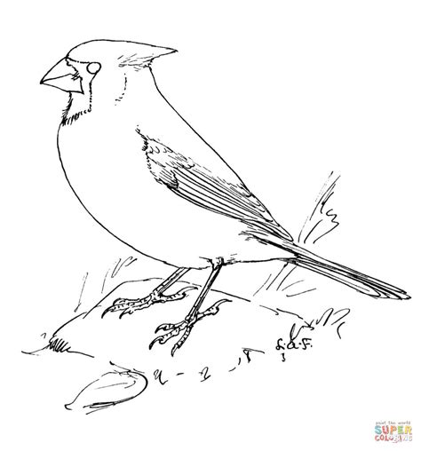 gambar northern cardinal coloring page  printable pages click bird
