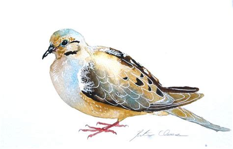 morning dove watercolor bird bird art dove painting