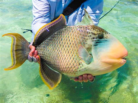 aggressive triggerfish alphonse fishing company