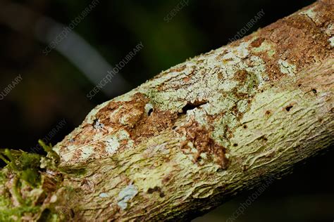 camouflaged gecko stock image  science photo library