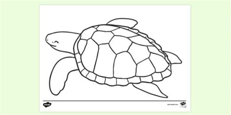 turtle colouring page colouring sheets teacher