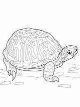 Box Turtle Coloring Ornate Getcolorings Pages sketch template