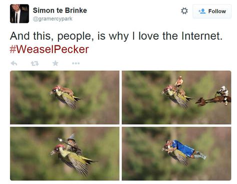 incredible photo shows a weasel riding a woodpecker
