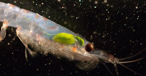 warming oceans  threaten krill  cornerstone   antarctic