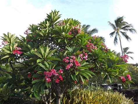 plumeria tree hawaiian islands pinterest