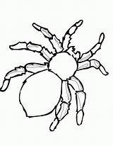 Coloring Spider Pages Printable Popular sketch template