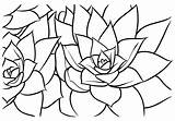 Succulent Coloring Getdrawings sketch template