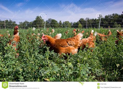 red sex link chickens stock image image of production