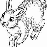 Coloring Hopping Bunny Pages Everywhere Awesome Kids sketch template