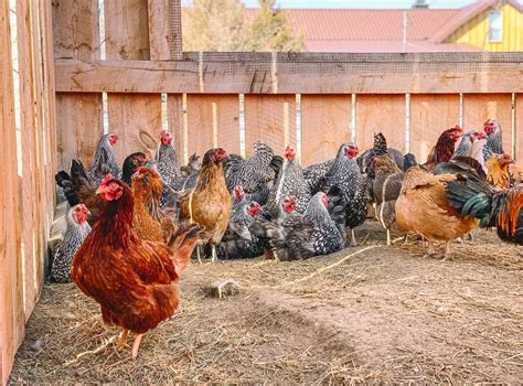 Beginners Guide To Raising Laying Hens • The Prairie Homestead