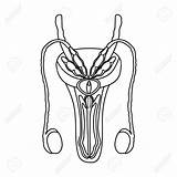 Reproductive Organs Genitalia Unlabeled Clipartmag Bitmap sketch template