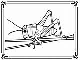 Grasshopper Grasshoppers Insects sketch template