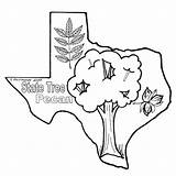 Tree Pecan Coloring Texas Clipart Pages State Delia Color Sheets Clip Cliparts Drawing Texasbob Colouring Clipartbest Clipground Library Bob Comments sketch template