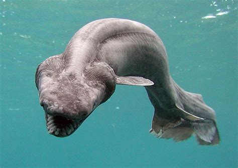 bizarre eel  shark prowled  oceans  million years