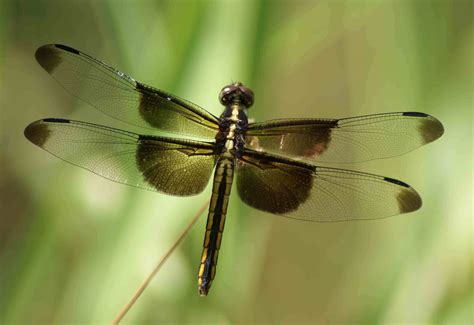 dragonfly dragonflies photo  fanpop