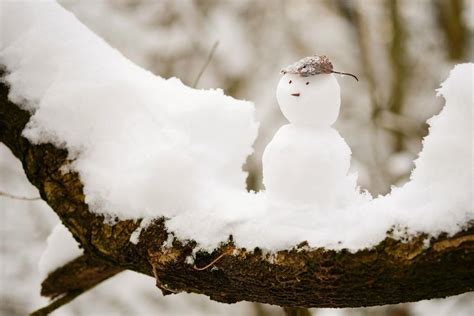 snowman sitting  top   tree branch