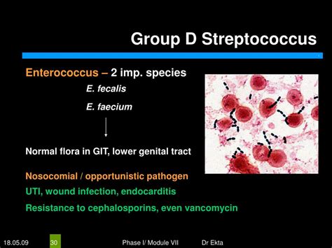 Ppt Medically Important Bacteria Gram Positive Cocci