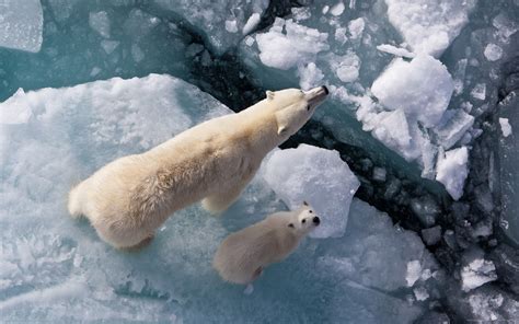 polar bears animals baby animals ice wallpapers hd desktop